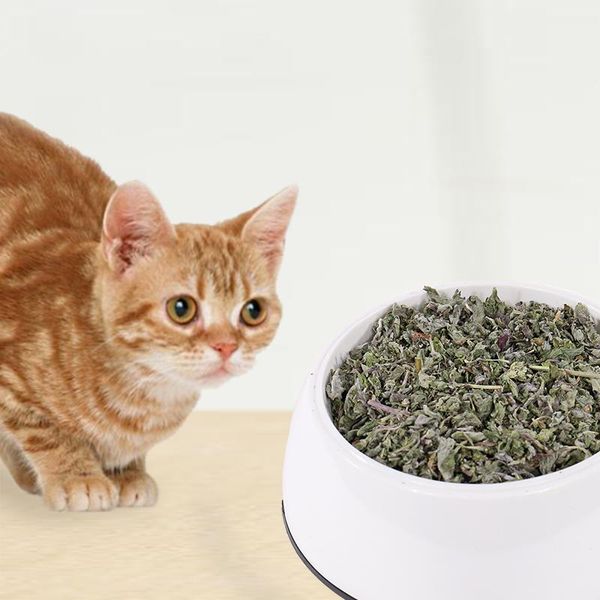 

packs pet natural catnip for cat quailty grasshelp digestion health treats toy toys