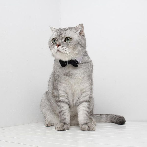 

cat collars & leads 1pc pet dogs bow tie collar necktie bowknot decor bowtie holiday wedding decoration puppy kitten adjustable accessories