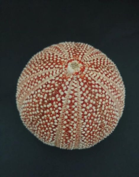 

novelty items natural and rare collection of conch english sea urchin