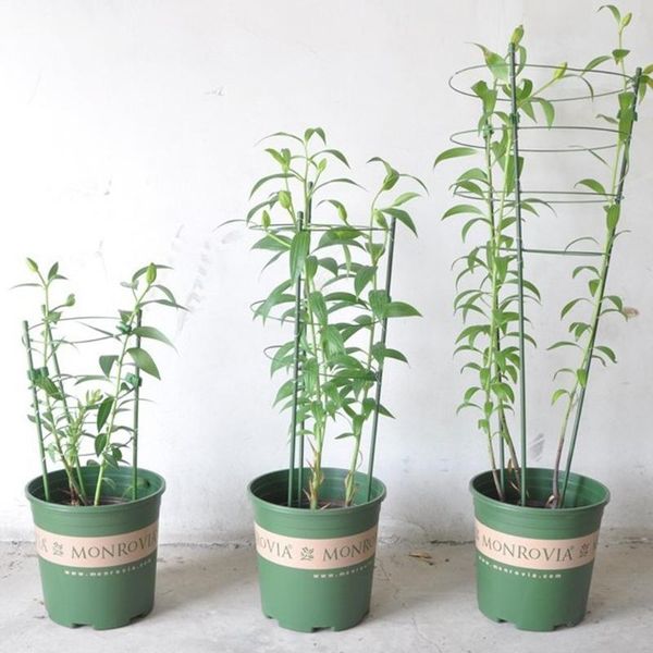 

planters & pots garden plant support climbing plants 45cm 60cm conical trellis supporter frame qw