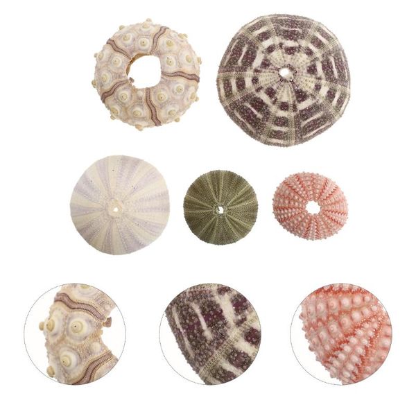

novelty items 5pcs mini urchin shell succulent flower container home garden decor