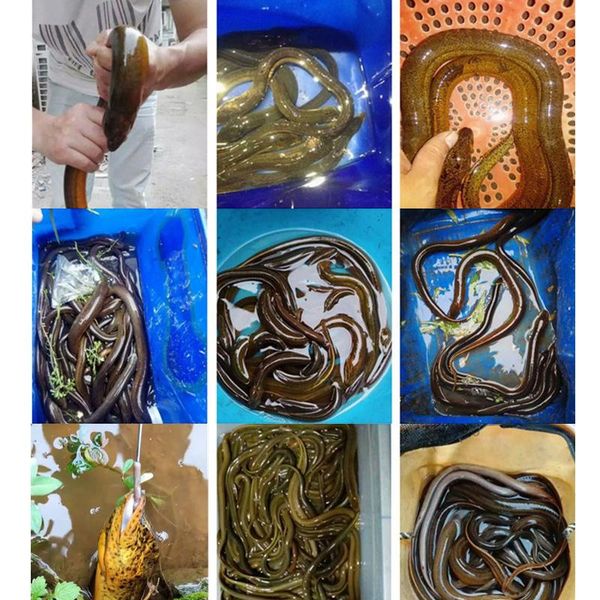 

fishing hooks 2pcs stainless steel eel with guide line barb fishhooks too789