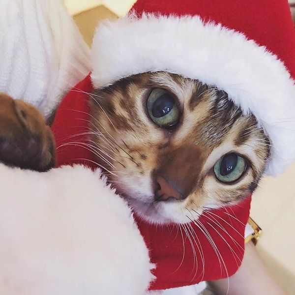 

dog apparel pet supplies christmas hats for pets gift scarves set cats and dogs small apply