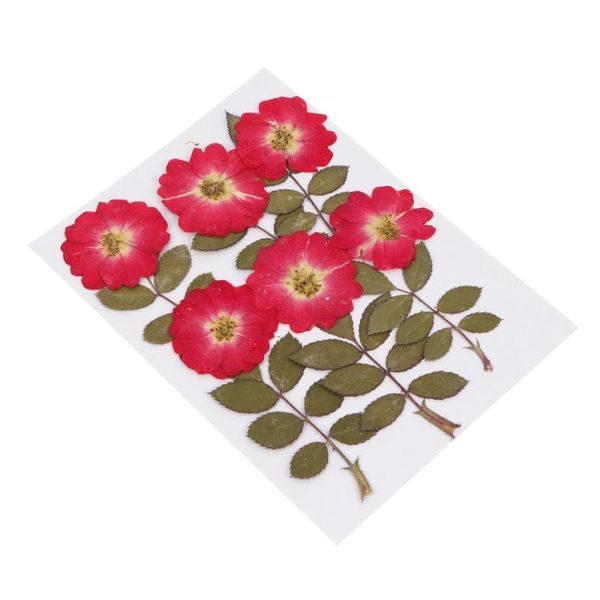 

gift wrap 12pcs dried pressed flowers natural roses dry diy accessories