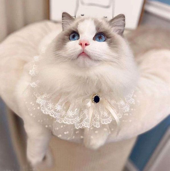 

dog apparel pet dogs fashion white print lace collars for small large bow-knot bibs necklace cats supplies jewelry accessories