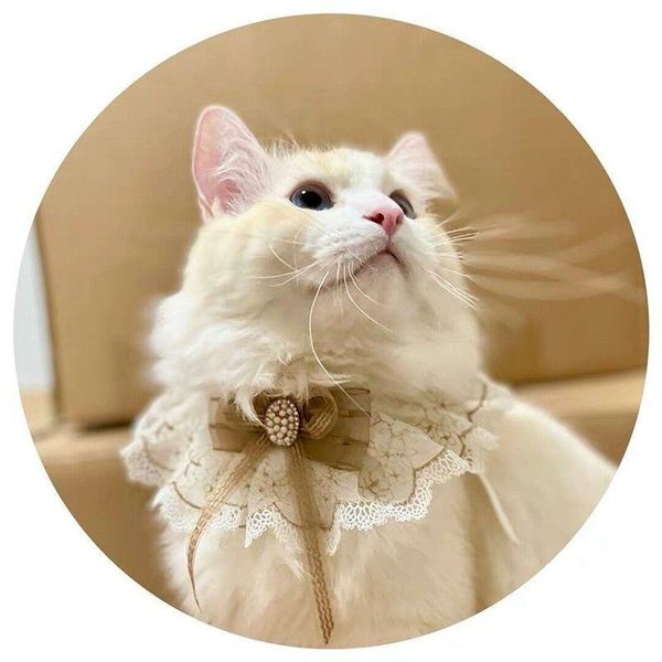 

cat costumes 2021 handmade bow with diamond bib tie pet accessories lace dog necklace dogs festival