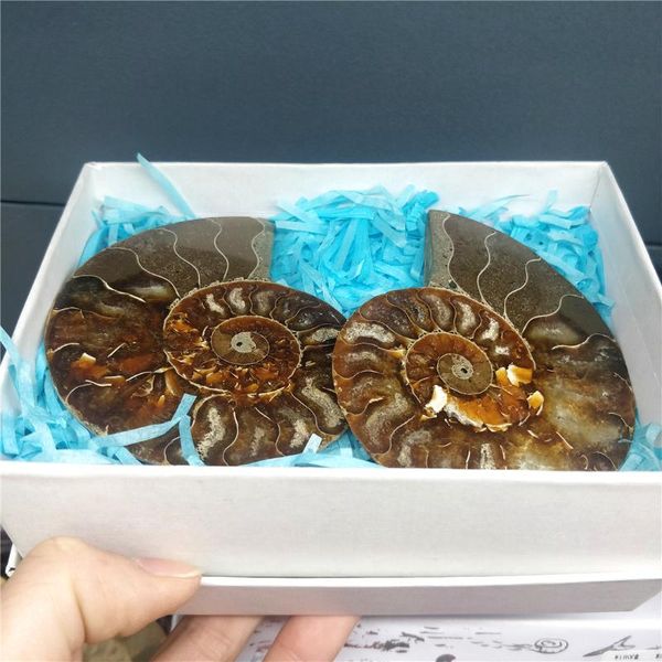 

decorative objects & figurines natural pair of original ammonite fossil set ammolite conch specimens folk crafts collectibles gift boxes arc