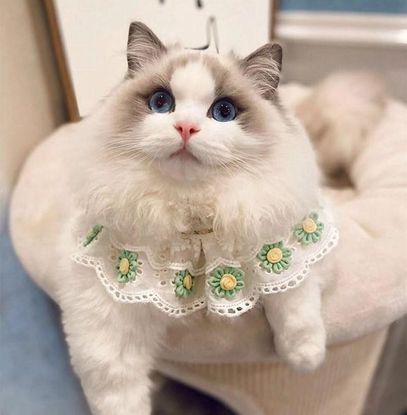 

cat collars & leads handmade lace pet saliva towel collar bow tie supplies small dog accessories