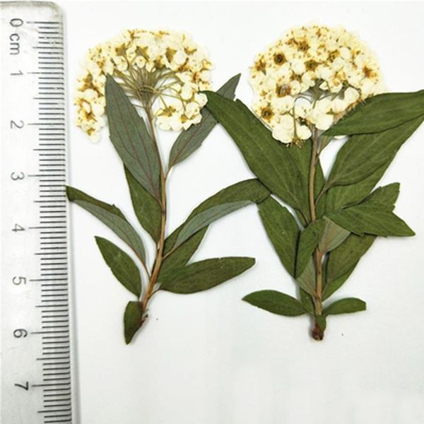 

decorative flowers & wreaths daffodils on stem white dried pressed flower for diy party visiting card decoration 1000pcs