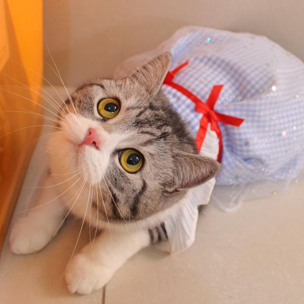 

dress for cat costumes