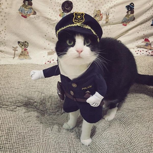 

cat costumes clothes high-quality puppy big dog pet cosplay costume