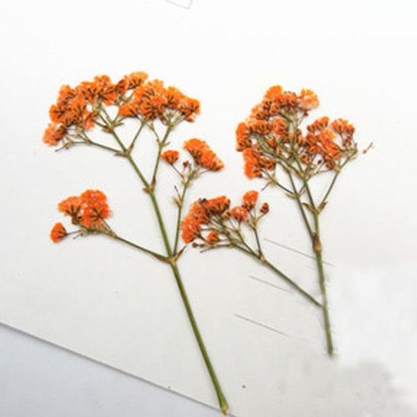 

decorative flowers & wreaths pressed flower orange gypsophila diy handmade material 1000 pcs ent