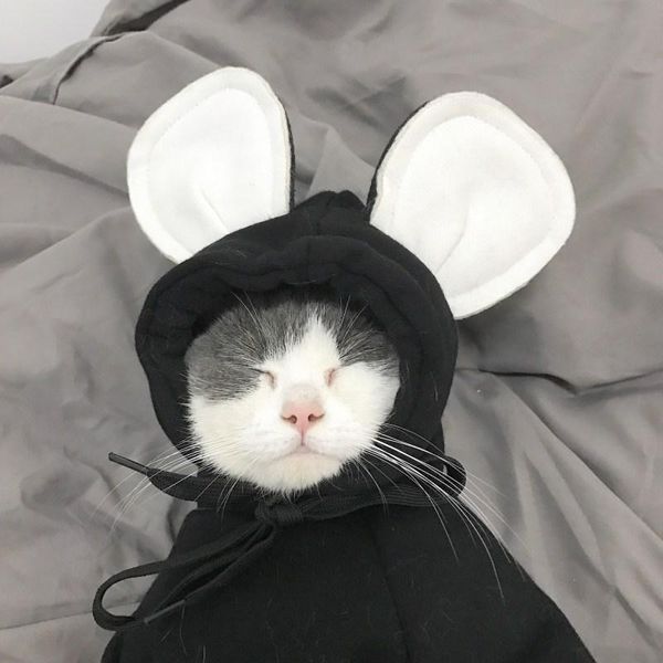 

gomaomi pet cat costume clothes dog hoodie for small medium costumes