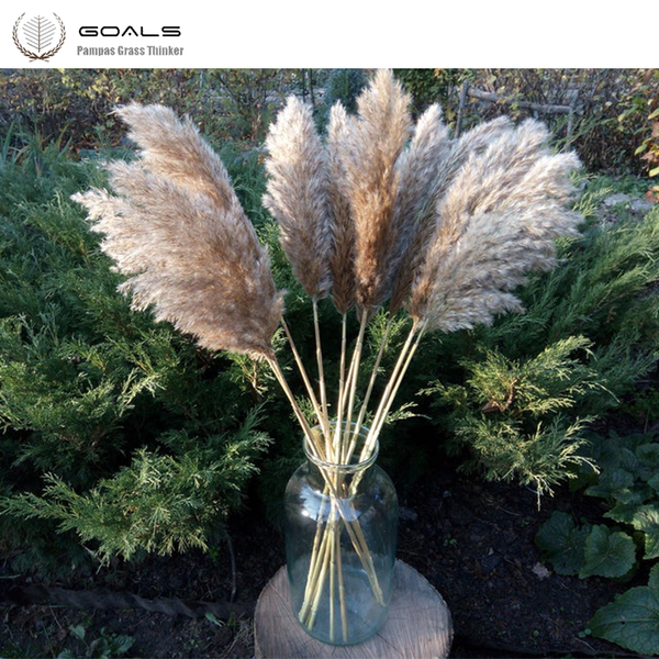 

white coor wedding use pampas fowers bunch 100% natura pants christmas decor dried fower bouquet for home decoration