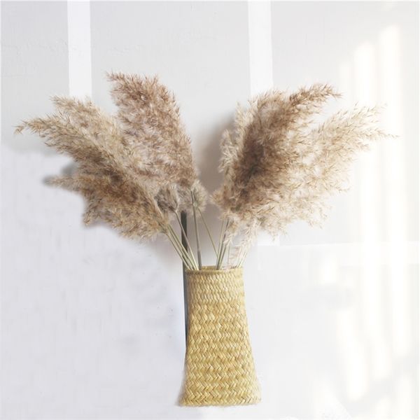 10pcs real dried pampas grass decor wedding flower bunch natural plants decor 210317