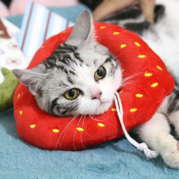 

cat elizabethan collar cute fruit dog neck cone recovery collars for anti-bite lick wound healing protective pet & leads
