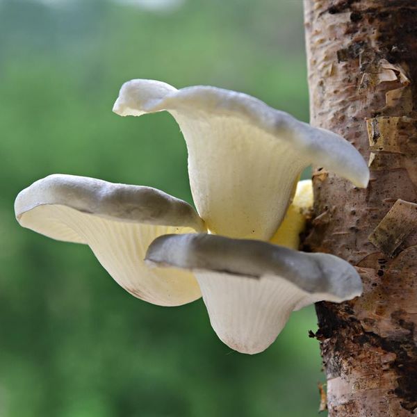 

decorative flowers & wreaths imitation plants mushroom vegetable foam fake fruit model outdoor garden decoration on the tree hanging