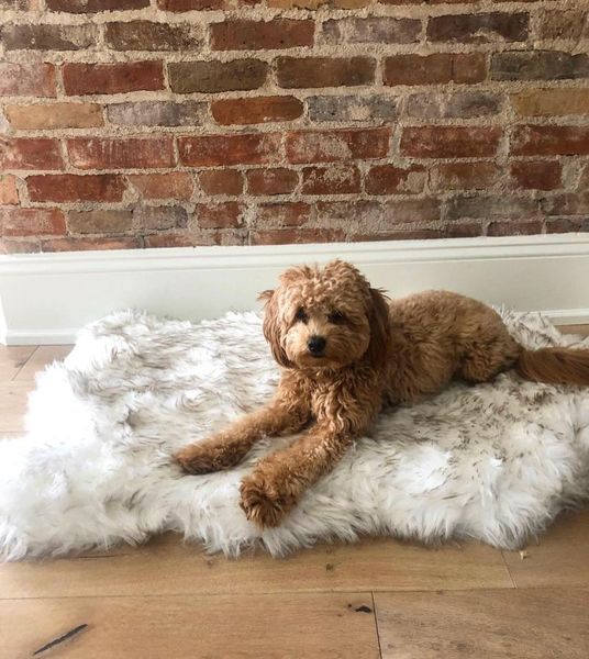 

kennels & pens faux fur dog mat curve white winter soft warm cozy pet cushion for medium large dogs cats - durable luxurious throws blanket