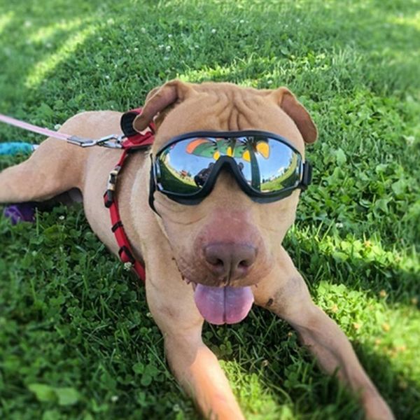 

1pc pet glasses dog sunglass adjustable goggles sunglasses anti-uv sun waterproof eye wear puppy supplies car seat covers