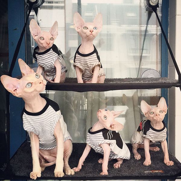 

hairls cat cloth summer sphinx pet baby milk thin cute