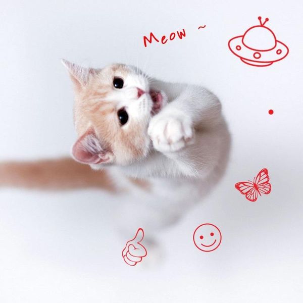

cat toys pet 5in 1 interactive function chaser toy usb rechargeable-multi pattern funny & mini led light