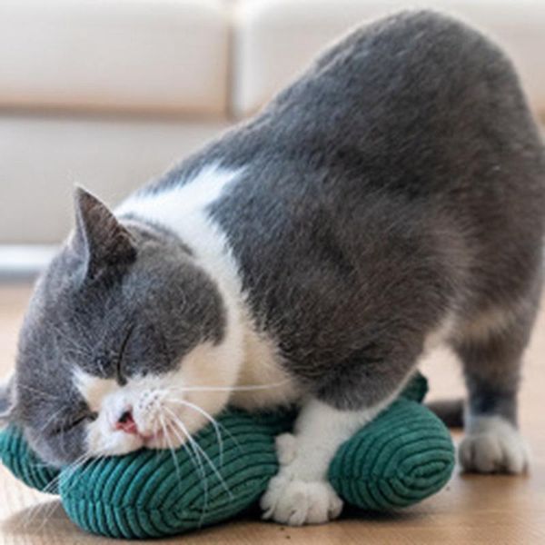 

cat toys cactus pillow funny toy molar self catey mint supplies