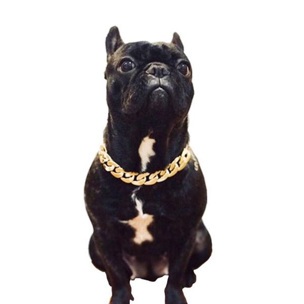 Abbigliamento per cani Collare a catena regolabile per animali domestici Punk Placcato in oro Cucciolo Cat Safety Non Collana antiruggine P666