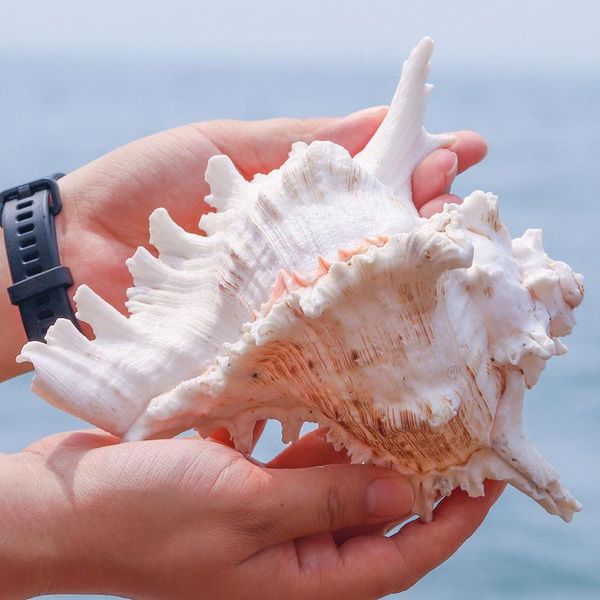 

novelty items thousand handed snail natural shell sea diy tank landscaping coral painting specimen roll shellfish