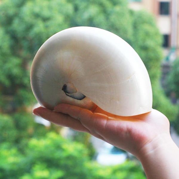 

pearled beauty nautilus pompilius natural conch aquarium parrots miniature coral decor seashell figurines chambered g g5n6 novelty items