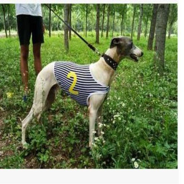 

gree dog racing suit, whibit race number gehui hound fine track