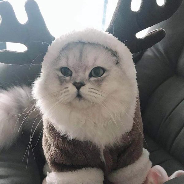 

winter thicken pet cat clothes for cats warm fleece costumes christmas kitten jumpsuits coat jacket dog clothing