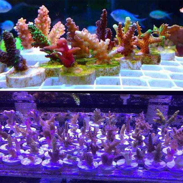 

5pcs acrylic fish tank coral rack base shard supplies home decorations high quality