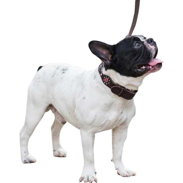 

pu leather pet dog collars basic & leashes