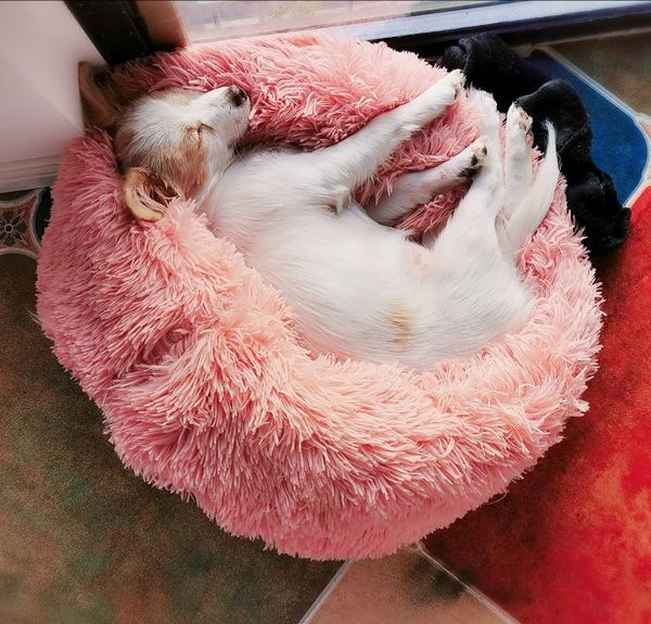 

kennels & pens soft round cat mat cushion long plush pet dogs pad house winter warm cats nest small medium sleeping bed kennel