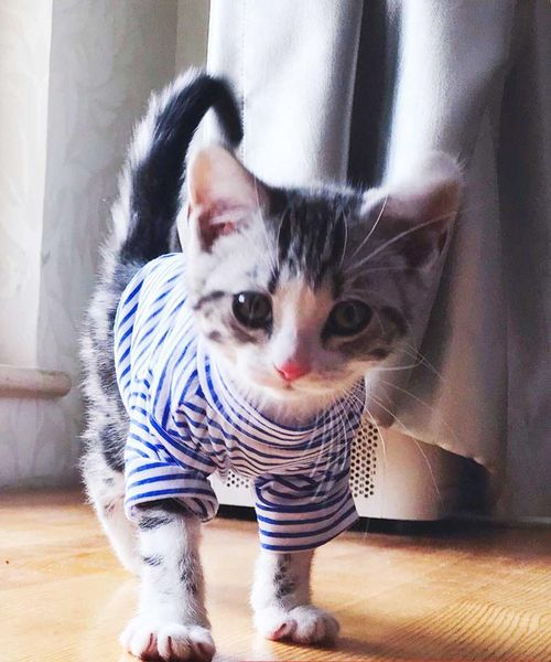 

cat clothes thin american short british blue puppet siam garfield striped fashion casual vest costumes