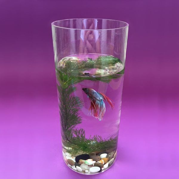 

vases aquarium tank acrylic mini fish bowls pmma watertube home office decor desk aquatic supplies cylindrical pet akvaryum