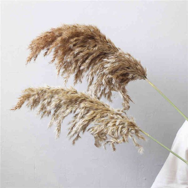 

factory outlet christmas decoration 8/10/20pcs dried flower reed home decor decorations farm wedding background natural pampas grass y0104