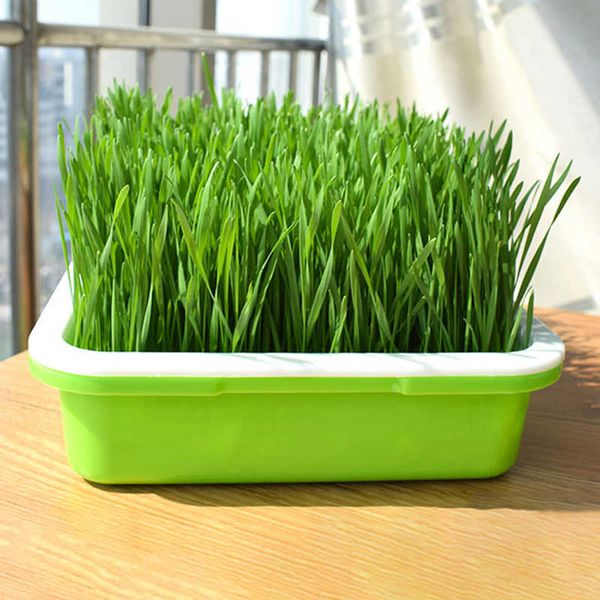 BPA Sleeter BPA BPA Livre PP Livre Soo-Hidropônico Grande Capacidade Saudável Wheatgrass Grower com cobertura Plântula Plate Brota 210615