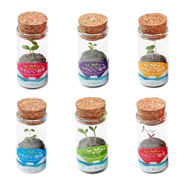 

glass diy seed planting green plants planter garden tabledecoration decorative flowers & wreaths