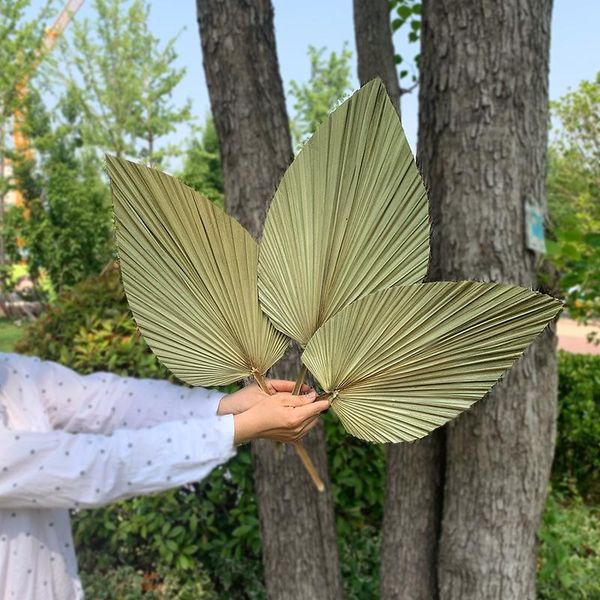 

decorative flowers & wreaths 1pc leaf chinese fan palm dried wedding layout props home garden party living bedroom table decoration