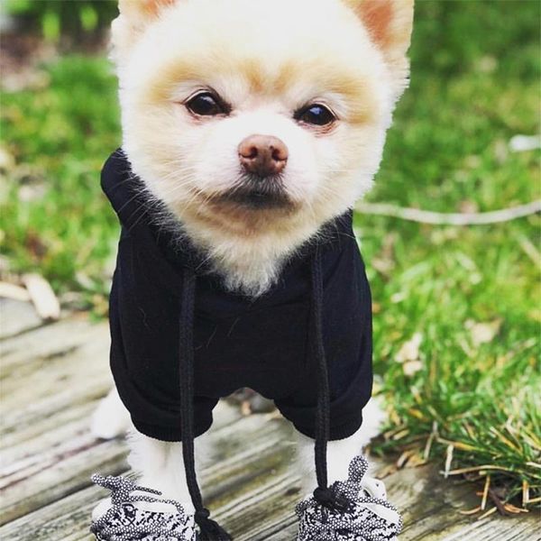 

cotton spring schnauzer hoodies classic poodle chihuahua costume zy2021 dog apparel