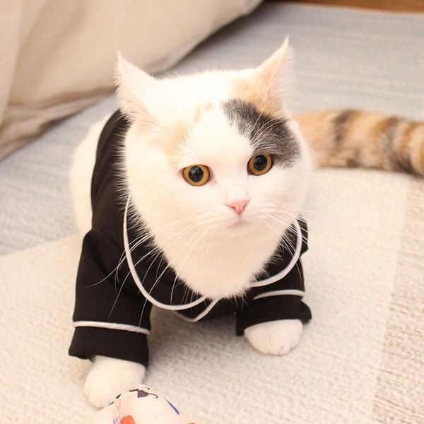 

dog apparel cat dog clothes pet pajamas teddy kirby bear fight mini vest summer day thin