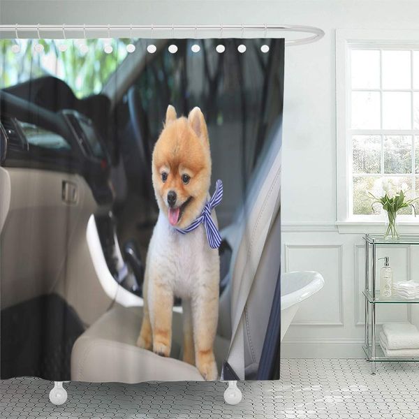 

shower curtain brown short pomeranian dog cute pet standing in vehicle shower curtains sets with 12 hooks 72 x 72 inches