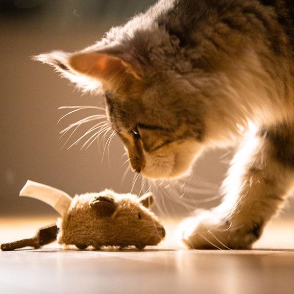 

cat toys pulley mouse interactive toy supplies plush vocal net celebrity pet sound rat game supplier