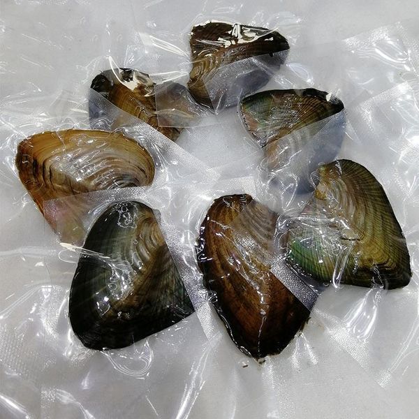 

charms oysters real pearl gift individually wrapped vacuum package 7-8mm jewelry shell fs99, Bronze;silver