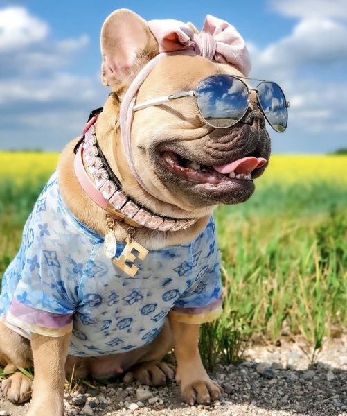 Hundekleidung Luxusdesigner Haustier Sommer 3-Kolorter Hemd Katze Zwei Beine tragen für mittlere kleine Hunde Kleidung Kausaler Stil Mode Mode