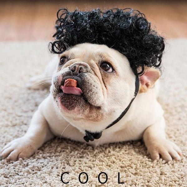 

[mpk store] curly dog wig, costume, assessories apparel