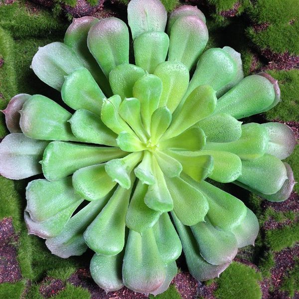 

nuonuowell 3x aeonium 'black rose' gorgeous 7.5'' head artificial succulent plant green/burgundy decorative flowers & wr