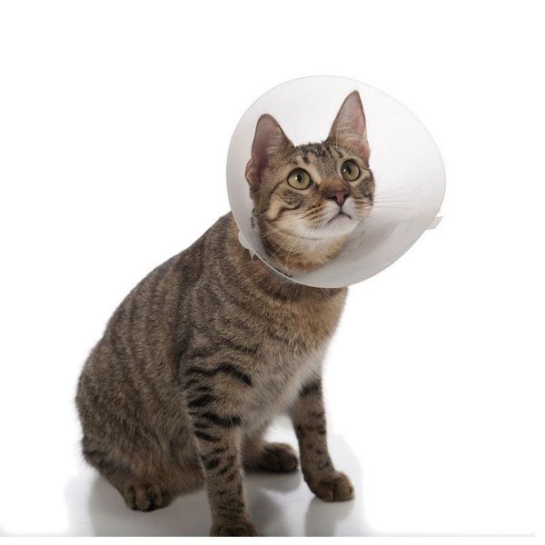 

cat collars & leads pet elisabeth ring operation anti scratch lick headband veterinary collar protection