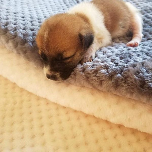 

velvet blanket practical pet coral solid-colored sleeping mesh foldable pad for cats dogs supplies kennels & pens